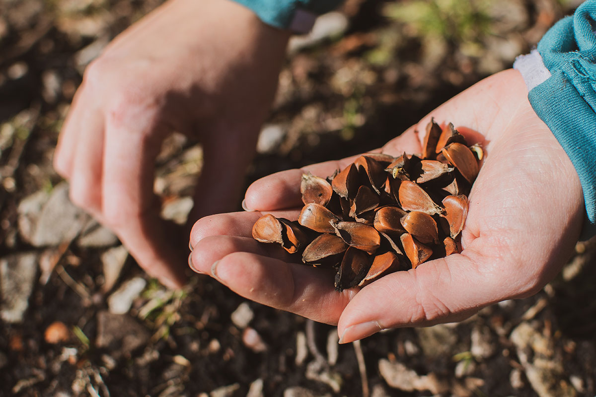 Collecting delicious edible beechnuts from the ground in autumn or planting beech trees.