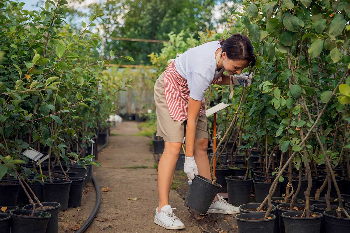Business shop plant nursery, gardener woman holding young apple tree in box for sale.