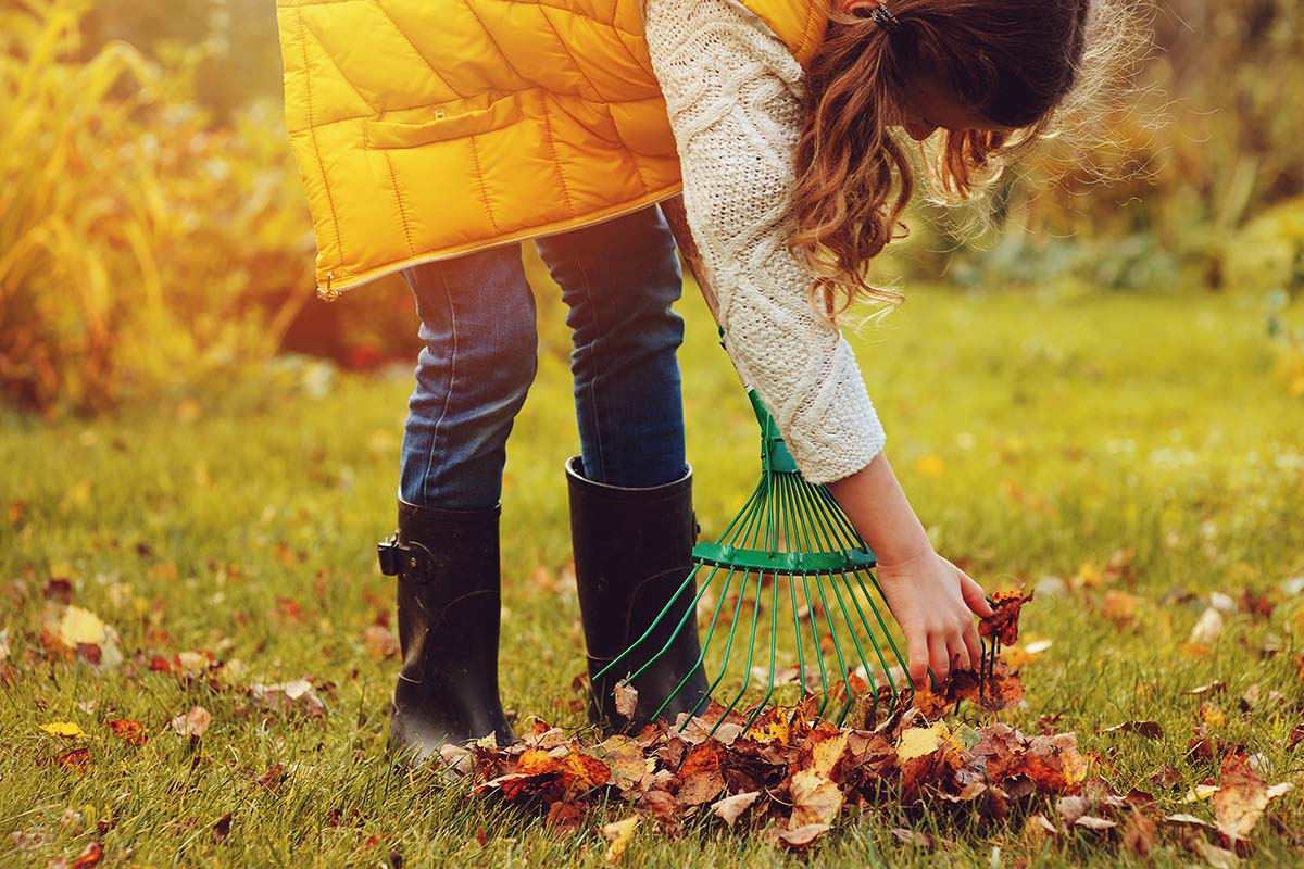 happy child girl playing little gardener in autumn and picking leaves into basket. Seasonal garden work. Backyard cleaning.