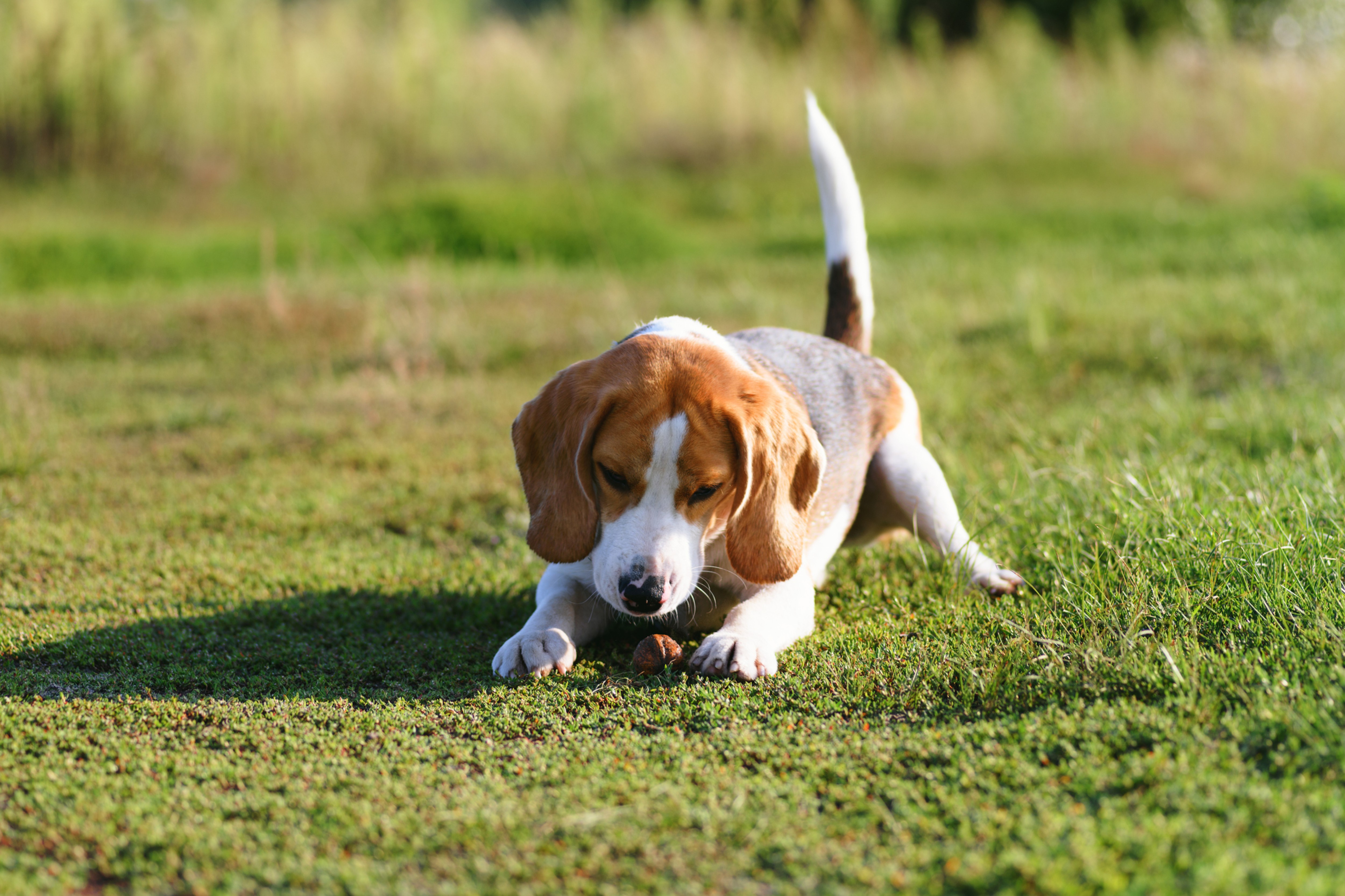 Are Shelled Walnuts Bad For Dogs