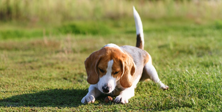 walnuts safe for dogs