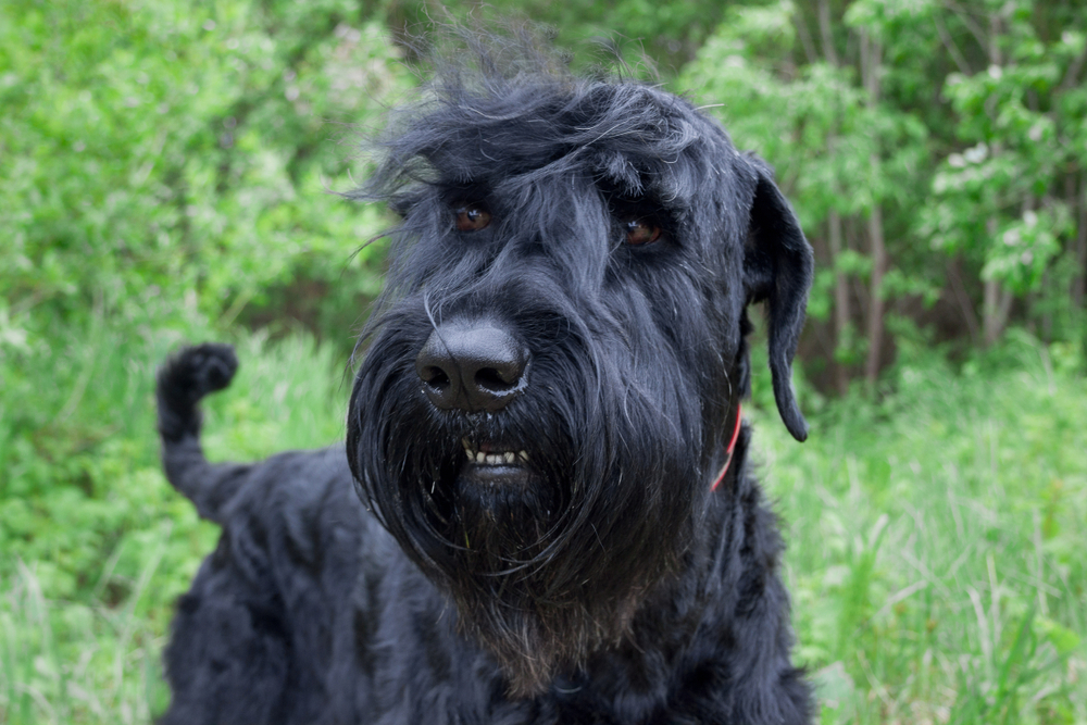 Black Russian Terriers Are These Dogs Hypo Allergenic