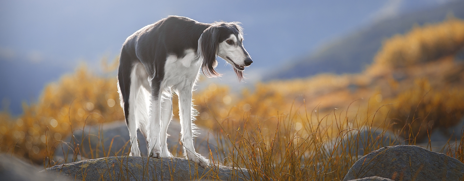 how fast can a saluki run