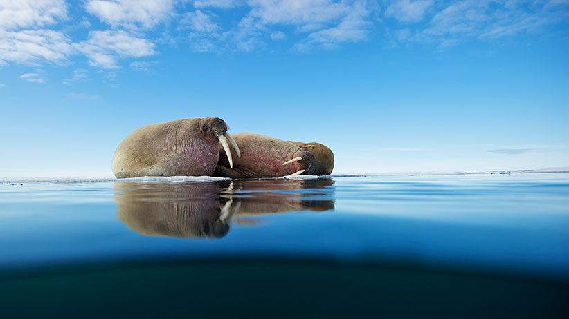 Could the walrus return to the Maritimes? - Macleans.ca